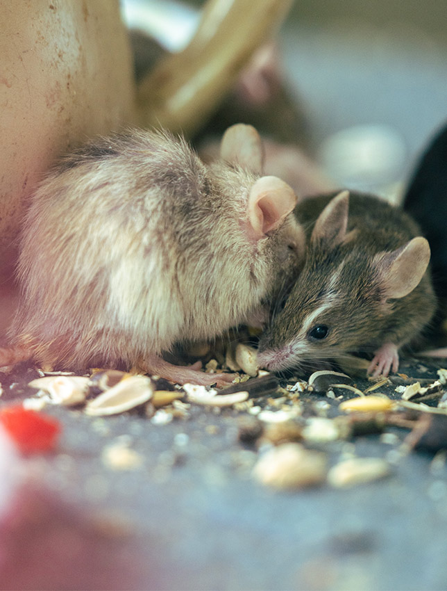 Rat pest control, mice pest control Manchester