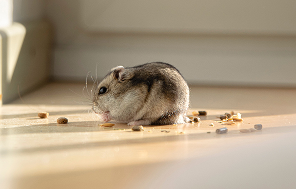 Rat and mice prevention, Rat and mice pest control Manchester