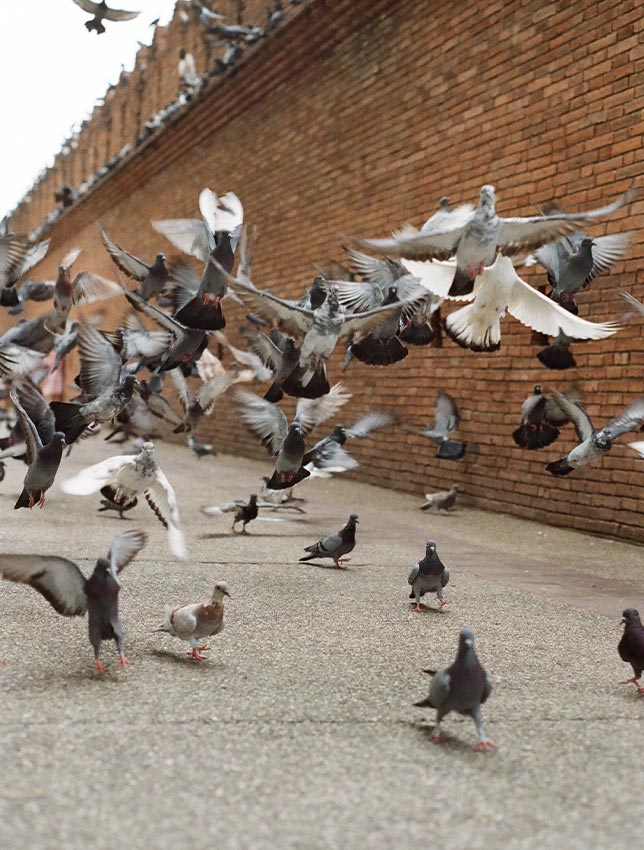 Bird Pest Control Manchester, Bird Spikes