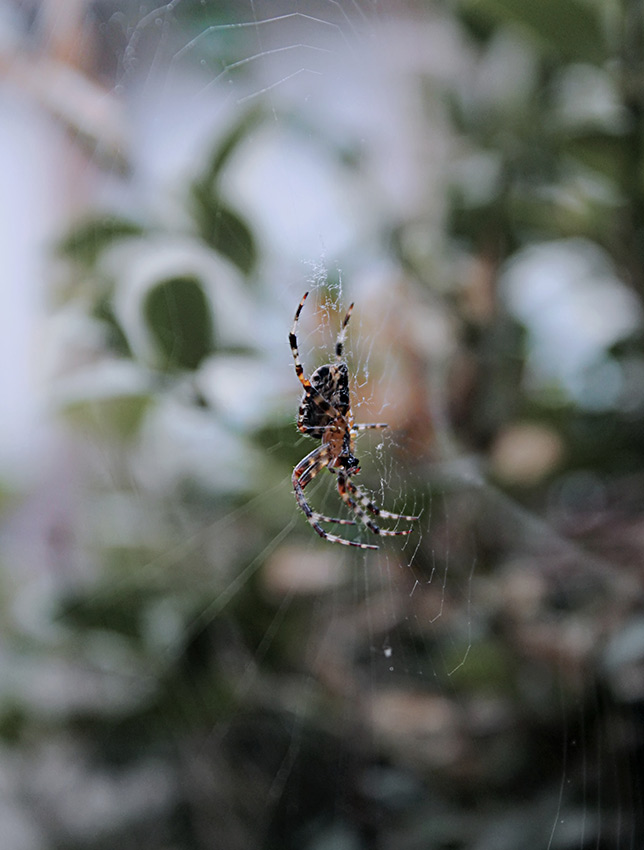 Spider, ants, woodworm pest control Manchester