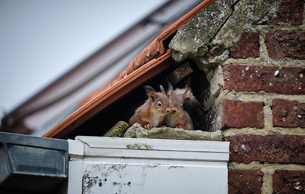 Squirrel pest control and prevention in Manchester