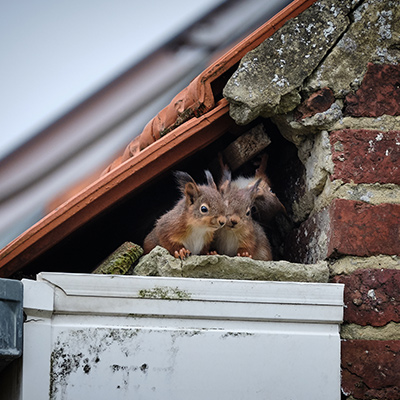 Squirrel removal